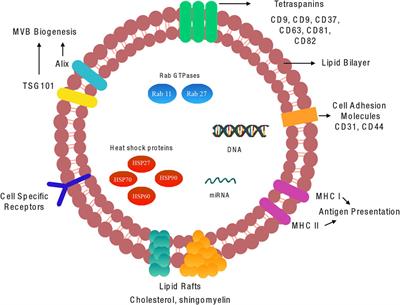 Exosomal Composition, Biogenesis and Profiling Using Point-of-Care Diagnostics—Implications for Cardiovascular Disease